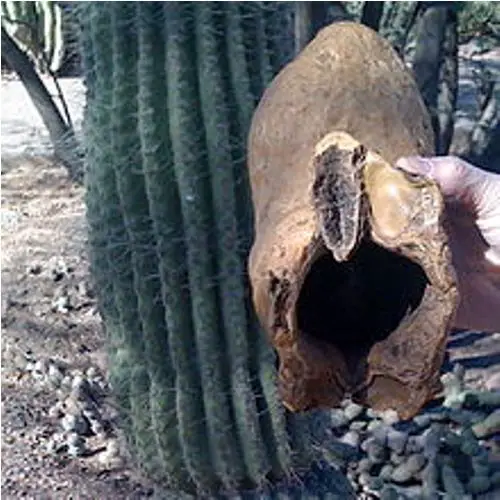the saguaro cactus images