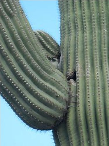 the saguaro cactus pic