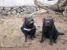10 Interesting the Tasmanian devil Facts