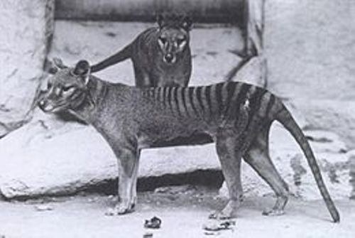 the tasmanian tiger
