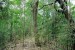 10 Interesting the Tropical Dry Forest Facts