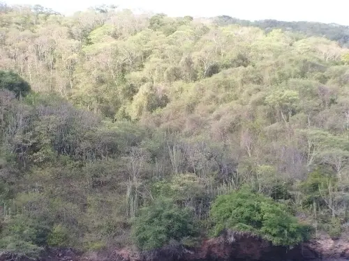 the tropical dry forest