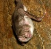 10 Interesting Vampire Bat Facts