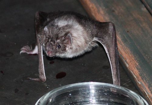 Vampire Bat Pic