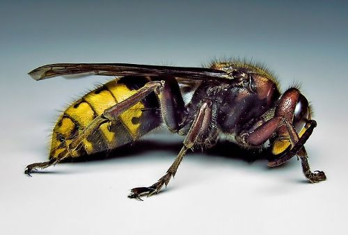 Wasp Facts
