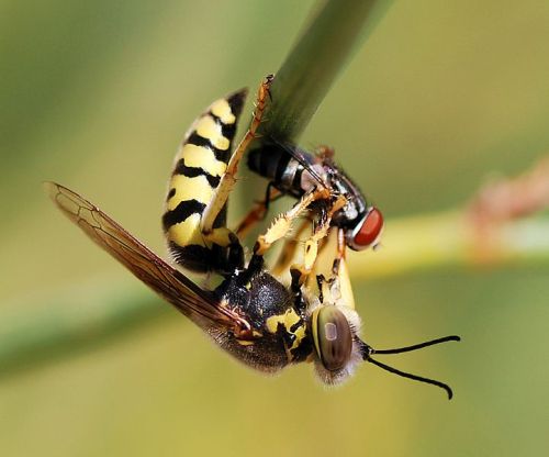 Wasp Image