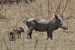 10 Interesting Warthog Facts