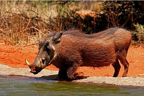 warthog image