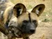 10 Interesting African Wild Dog Facts