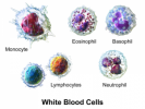 10 Interesting White Blood Cell Facts