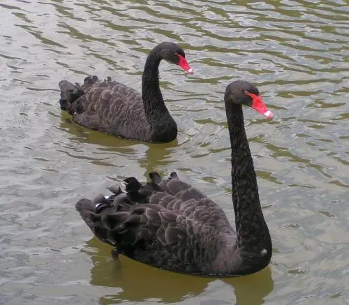 Western Australia Black Swans