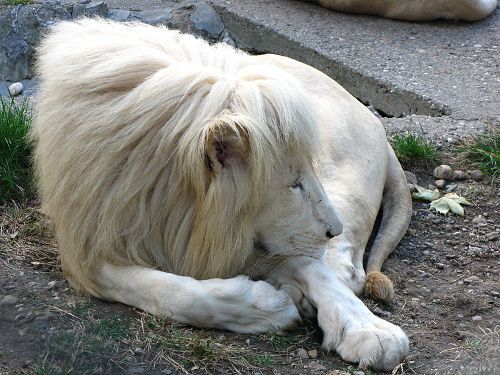 White lion Image