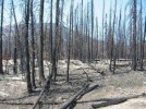 10 Interesting Wildfire Facts