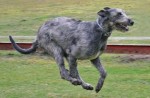 10 Interesting Irish wolfhound Facts