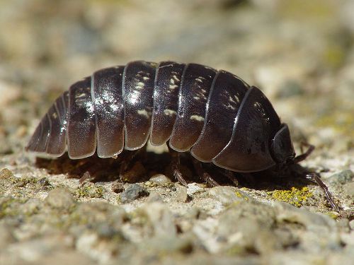 Woodlice Facts
