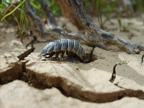 10 Interesting Woodlice Facts My Interesting Facts