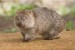 10 Interesting Wombat Facts