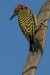 10 Interesting Woodpecker Facts