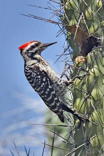 Woodpecker Facts