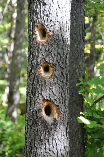 Woodpecker Holes
