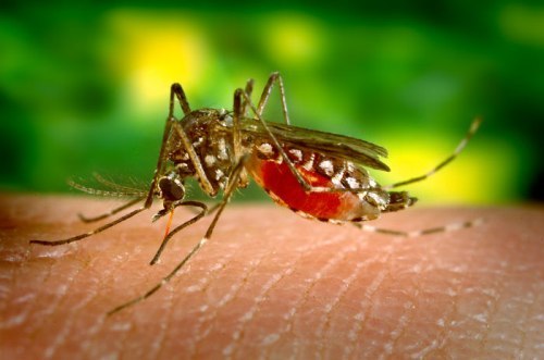 Facts about Yellow Fever