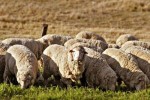 10 Interesting Wool Facts