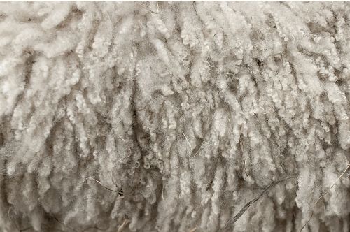 Wool Image