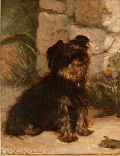 Yorkie Images