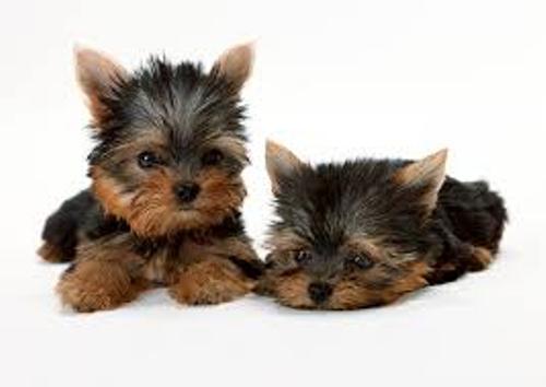 Yorkie Pictures