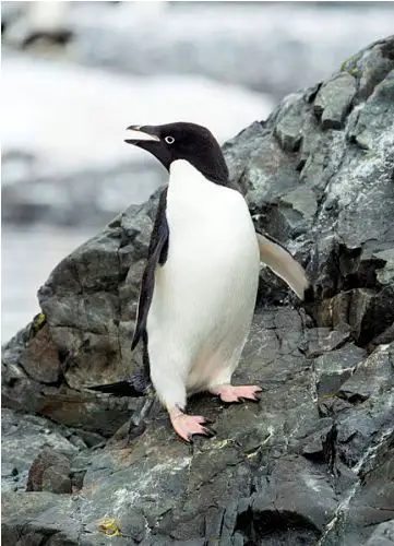 10 Interesting Adelie Penguin Facts - My Interesting Facts