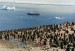 10 Interesting Adelie Penguin Facts