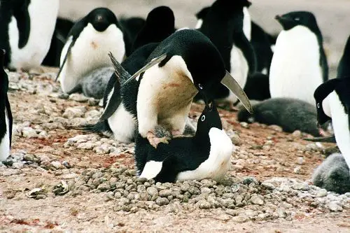 Adélie penguin Mating
