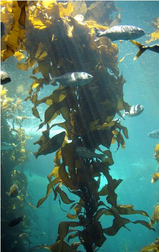 Algae Kelp