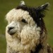 10 Interesting Alpaca Facts