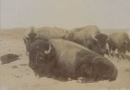 10 Interesting American Bison Facts