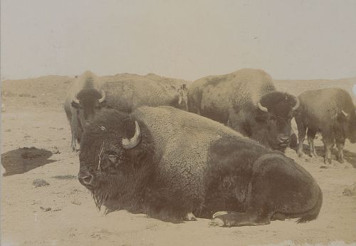 American Bison Facts