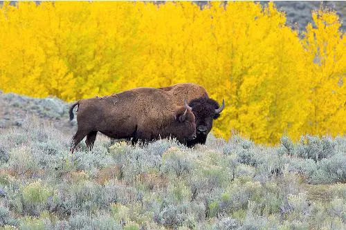 American Bison Image