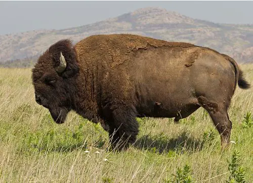 Facts about American Bison