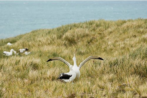 albatross pic