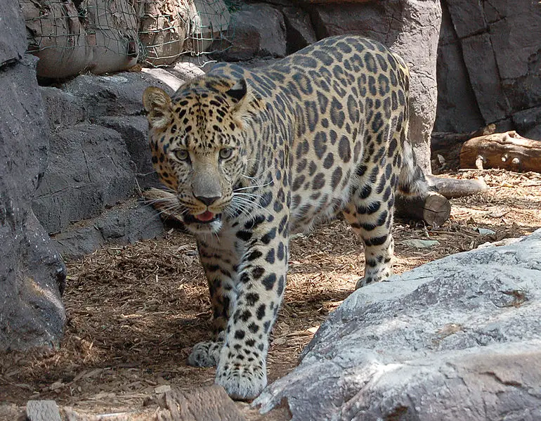 Amur Leopard Facts