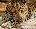 10 Interesting Amur Leopard Facts