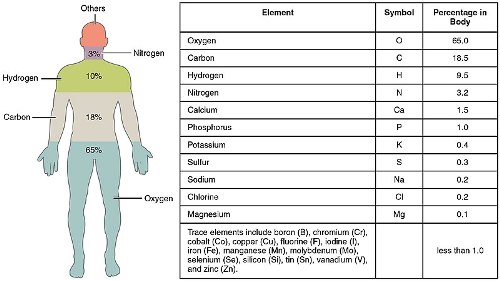 Anatomy Elements