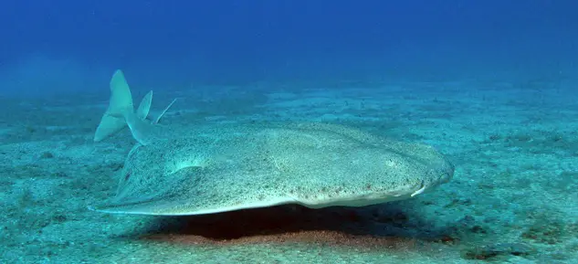 Angel Shark with Unique Fins