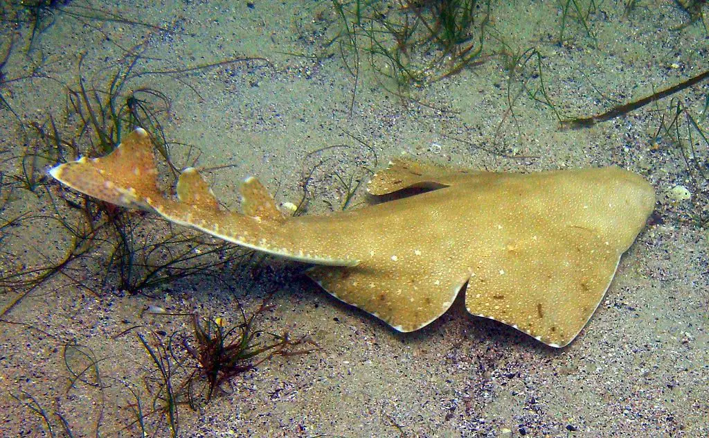 Australian Angel Shark