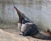 10 Interesting Anteater Facts