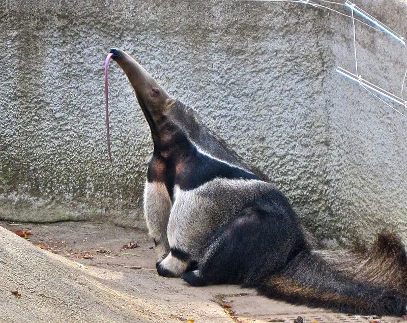 Anteater Long Tongue