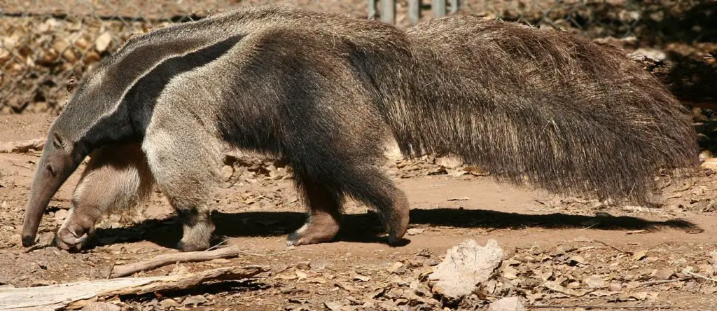 Giant Anteater