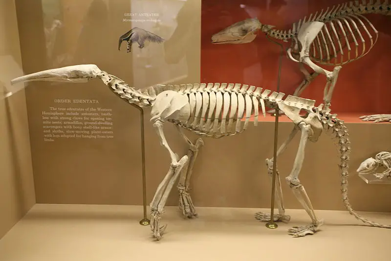 Giant Anteater Skeleton